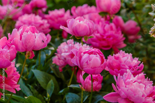 Group of pink peonies in the garden. Flower background of peonies. © Flower_Garden