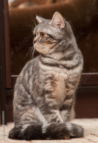 portrait of a tabby cat