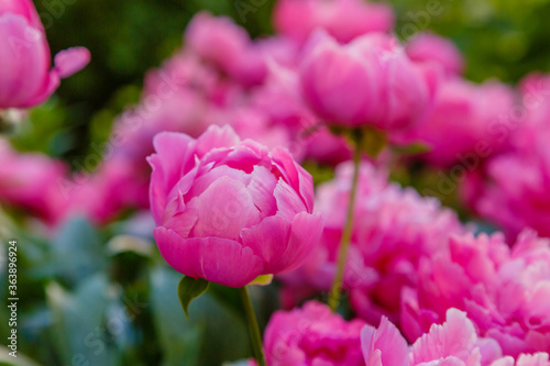 Group of pink peonies in the garden. Flower background of peonies.