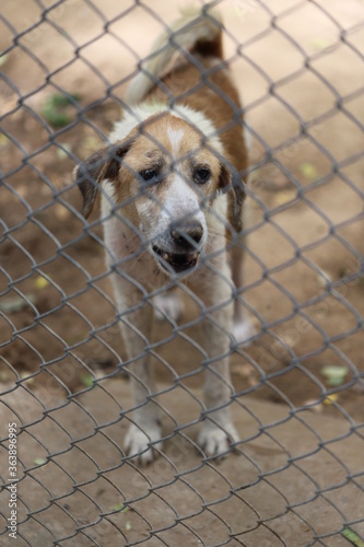 Dog shelter in Thailand, Dog Rescue