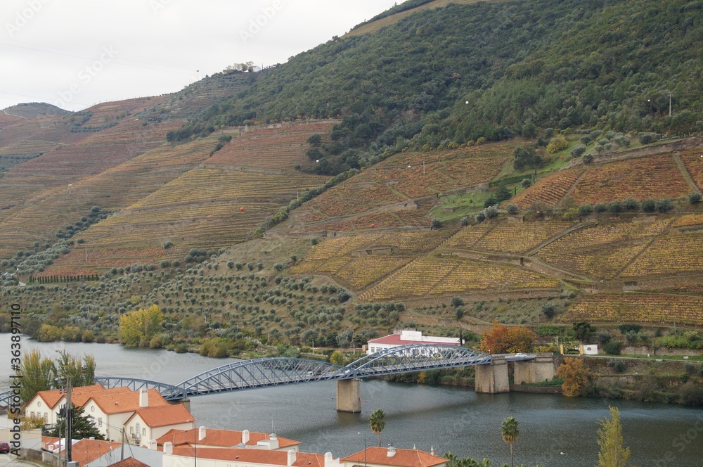 Obraz premium The valley of the Dora river.Growing vineyards for port wine.Grape expanses, yellow, orange, maroon fields of vineyards in Portugal.Ripe grapes in autumn for wine.Views of the grape mountains and vall