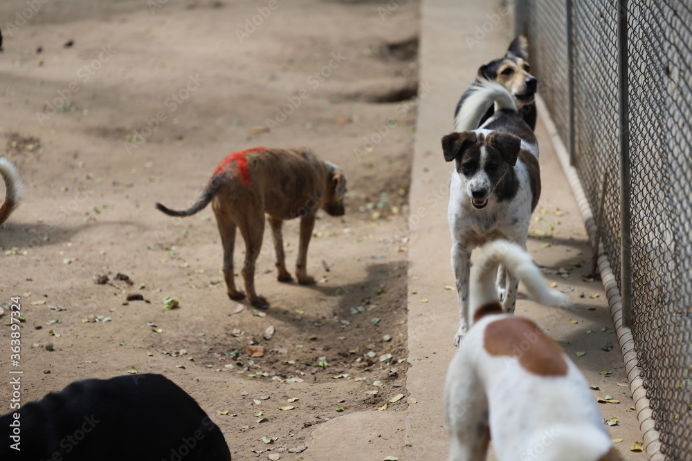 Dog shelter in Thailand, Dog Rescue