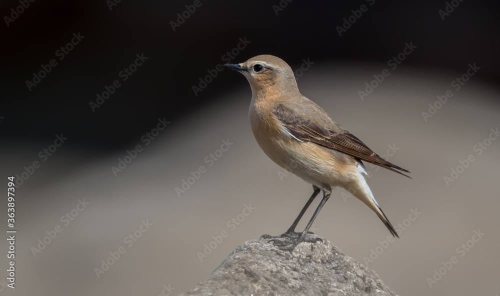 Wheatear