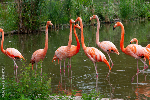 pink flamingos in the water
