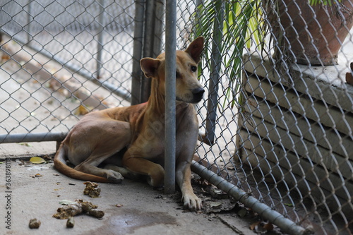 Dog shelter in Thailand, Dog Rescue © ponsatorn