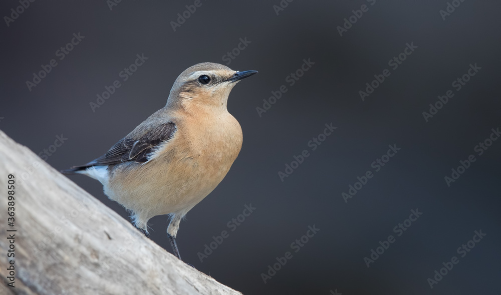 Obraz premium Wheatear