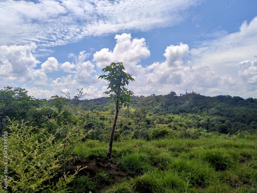 Obraz premium trees in the mountains