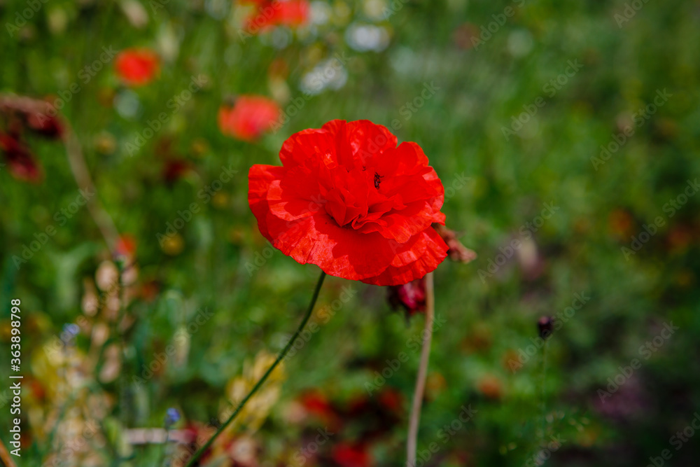Obraz premium Common Poppy (Papaver rhoeas) in green natural background. Summer floral background