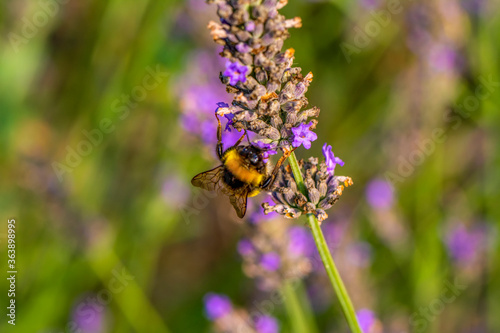 Close-Up Of Bumblebee On Lavender  Bee pollinating lavender