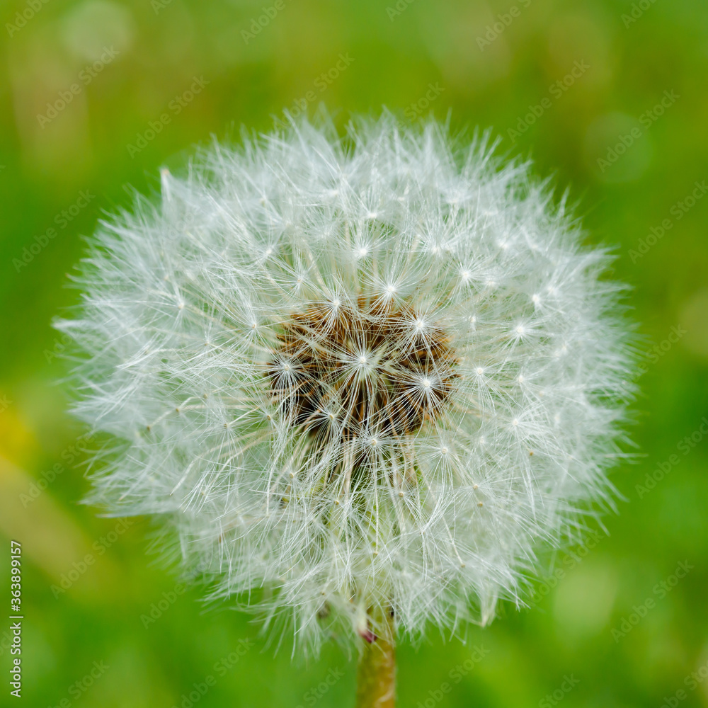 Fototapeta premium Beautiful fluffy dandelion with seeds against the green grass