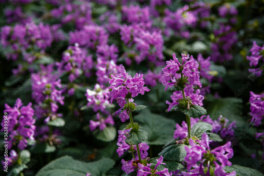 Betonica (syn. Stachys ), common betony, purple betony, is a perennial grassland herb. Betonica grandiflora in garden Betonica (syn. Stachys ), common betony, purple betony, is a perennial grassland herb. Betonica grandiflora in garden