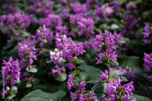 Betonica (syn. Stachys ), common betony, purple betony, is a perennial grassland herb. Betonica grandiflora in garden