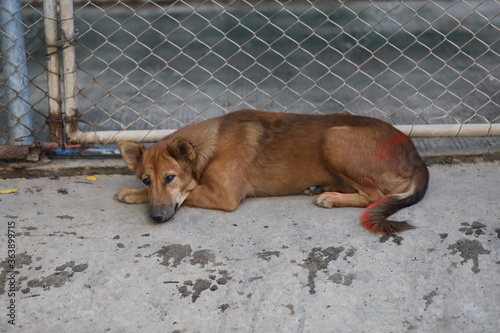 Dog shelter in Thailand, Dog Rescue © ponsatorn