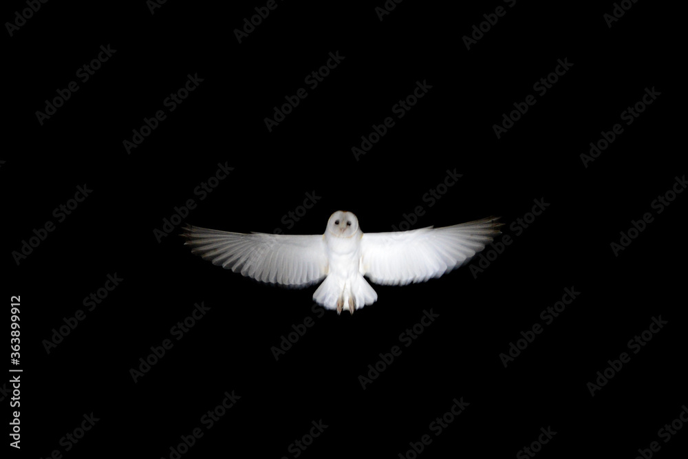 Obraz premium White owl with open wings flying on the dark night like a ghost or spectrum in the darkness
