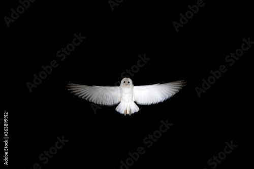 White owl with open wings flying on the dark night like a ghost or spectrum in the darkness