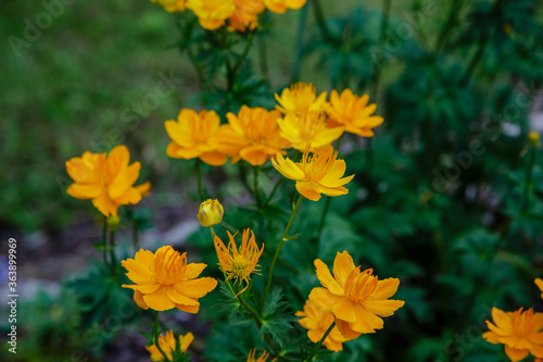 Trollius chinensis bunge in garden. Yellow flowers of trollius chinensis