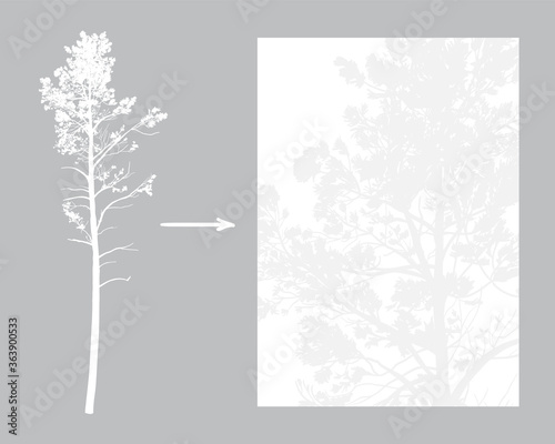 Vector tall pine silhouette. High quality of details. Pine shape isolated on gray. 
