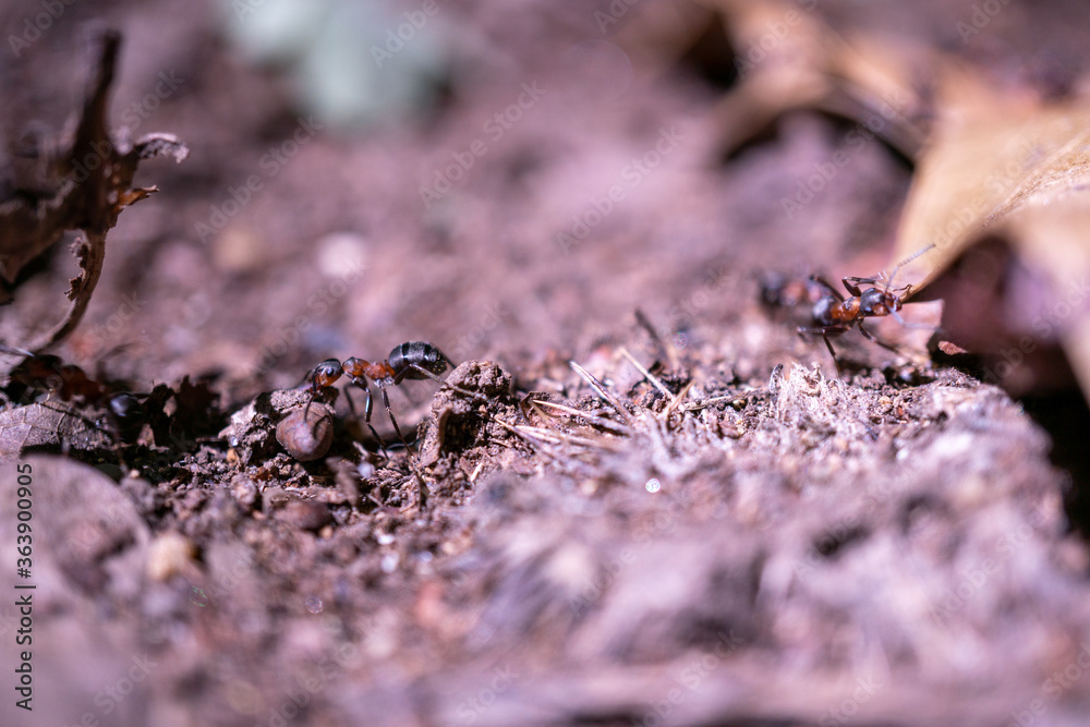 ants on the ground ants on the ground