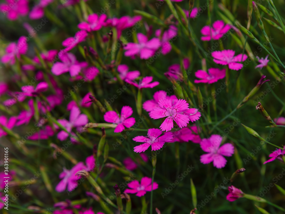 Dianthus deltoides, the maiden pink - pink flowers in the garden. Decorative flowering plant for an Alpine garden Dianthus deltoides, the maiden pink - pink flowers in the garden. Decorative flowering plant for an Alpine garden
