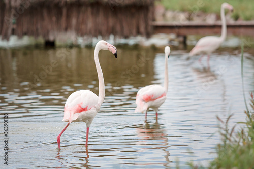 Pink flamingos on the pond. Tropical birds