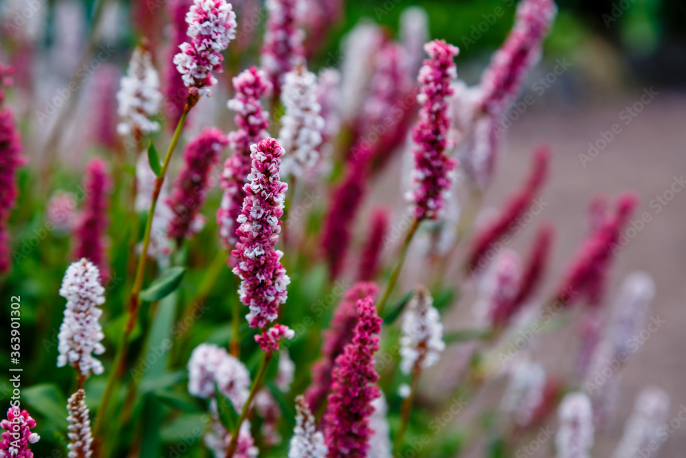 Obraz premium Polygonum affine, knotweed, blooming plants in summer. Medicinal plants in the garden