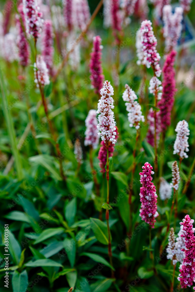 Polygonum affine, knotweed, blooming plants in summer. Medicinal plants in the garden Polygonum affine, knotweed, blooming plants in summer. Medicinal plants in the garden