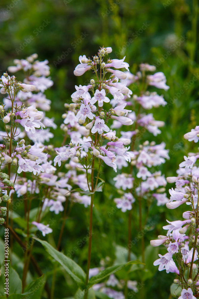 Flowers of Penstemon digitalis hasker red in summer garden Flowers of Penstemon digitalis hasker red in summer garden