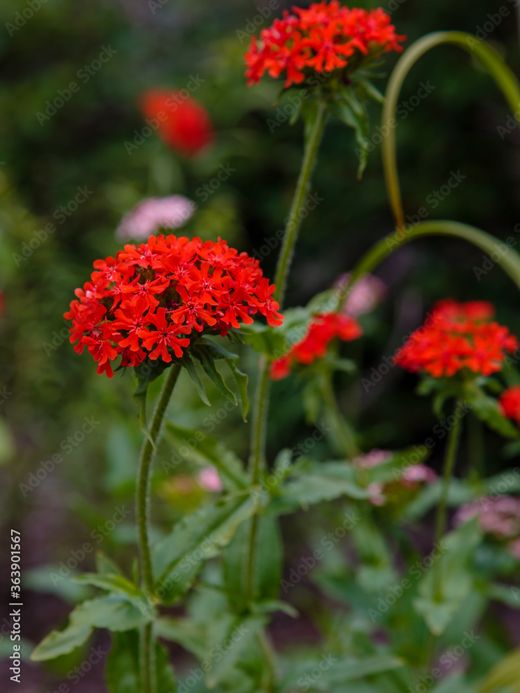 Lychnis Chalcedonica, red bright flowers in garden