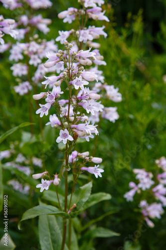 Flowers of Penstemon digitalis hasker red in summer garden