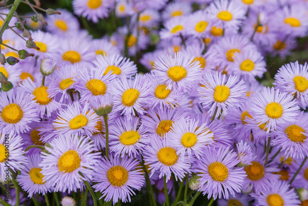 Fototapeta premium Flowers of violet flowers of Erigeron speciosus in garden. Floral background