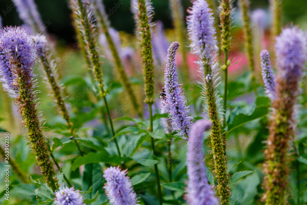 Obraz premium Blue inflorescences of Sibirian veronicastrum. Blue flowers Veronicastrum sibiricum in garden
