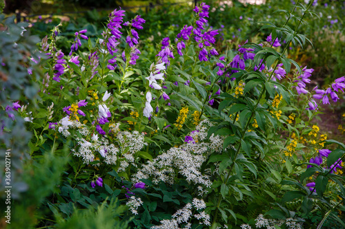 Campanula latifolia inn garden. Purple and white flowers of Campanula latifolia in summer time © Flower_Garden