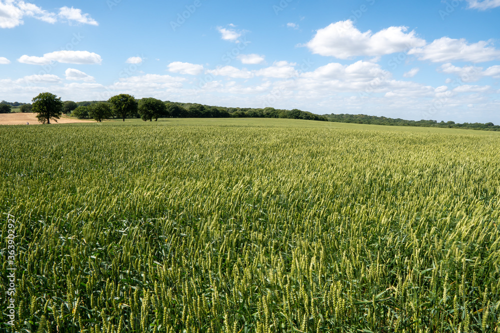 Bright green beautiful field Bright green beautiful field