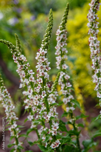 Verbascum snowy Spires blossom in natural background. Medicinal plants in the garden