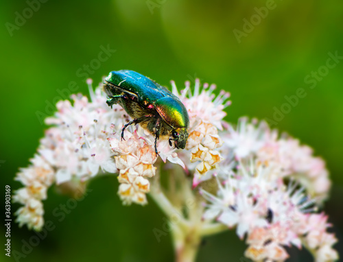 Canvas-taulu Rose chafer bug in a flower blossom