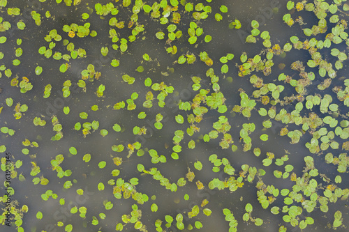 Valokuva Green waterlily leaves in a pond captured from above in top down view