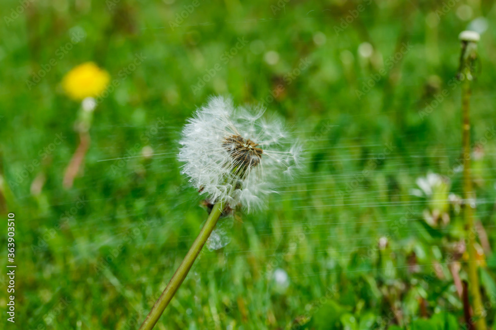 Fototapeta premium Beautiful fluffy dandelion with seeds under the rain against the green grass