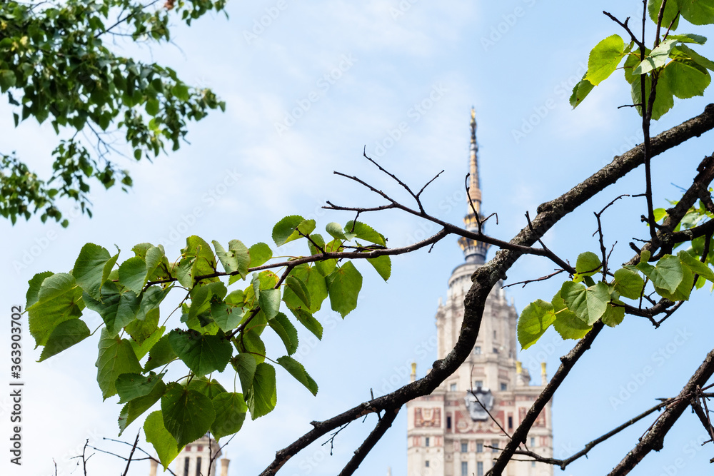linden branch with green leaves view of east facade of Main Building of Moscow State University on background on sunny summer day (focus on leaves on foreground) linden branch with green leaves view of east facade of Main Building of Moscow State University on background on sunny summer day (focus on leaves on foreground)