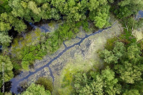 Marshlands pond and trees captured by drone from above. Green forest vegetation thriving around a natural lake with algae located in Morava river floodplain. photo