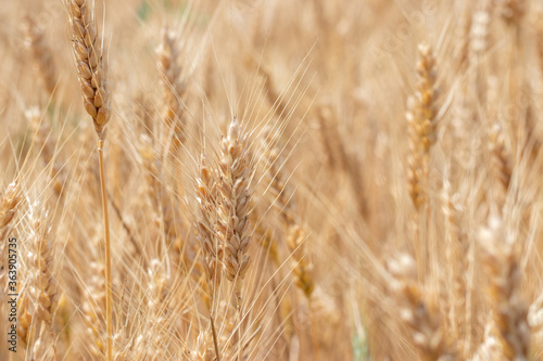 Fields of wheat at the end of summer fully ripe © eliosdnepr