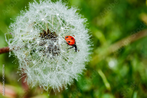 Beautiful fluffy dandelion with rain drops and ladybug against the green grass