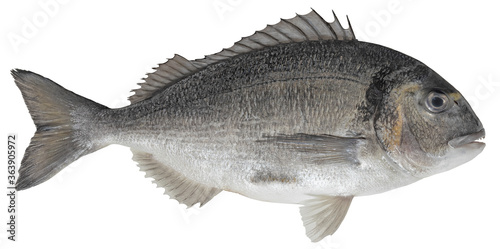 Saltwater fish isolated on white background closeup. The  gilt-head  bream, also known as seabream, Orata, Dorada  is a  fish in the family .Sparidae, type species Sparus aurata photo