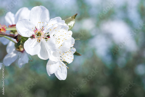 Branches of blossoming apricot macro with soft focus on gentle light blue sky background. For easter and spring greeting cards with beautiful floral spring abstract background of nature © mironovm
