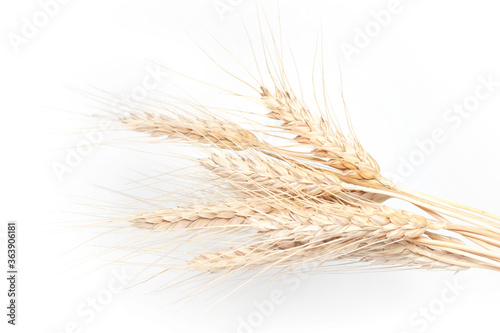 Spikelets of wheat. isolated on white background