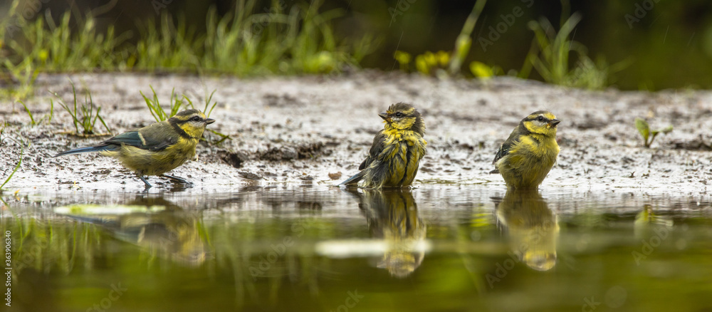 Three great tits (Parus major) washing in a small lake
Three great tits (Parus major) washing in a small lake