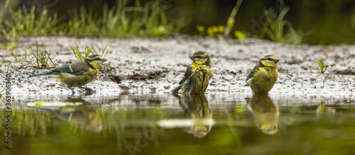 Three great tits (Parus major) washing in a small lake

