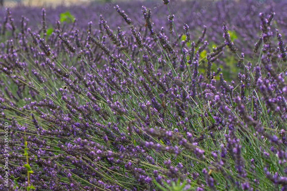Obraz premium Lavender flower, selective and soft focus on lavender flowers.