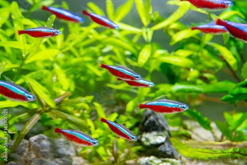 Closeup shot of a school of neon tetra in the aquarium photo