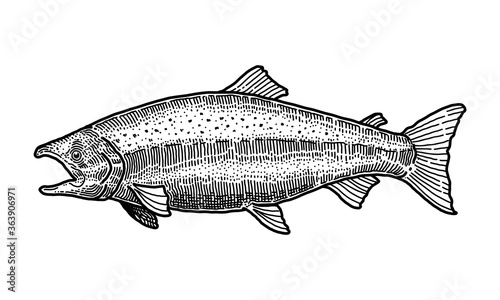 Salmon, Doole vector illustration. photo