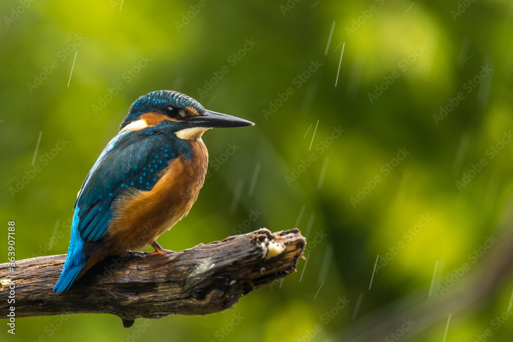 Fototapeta premium Kingfisher (Alcedo atthis) on a branch in the rain 